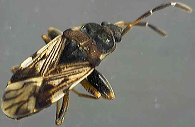 Scolopostethus decoratus